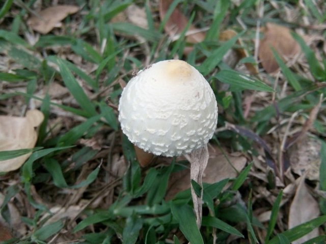 mushroom-sentence-all-mushroom-info