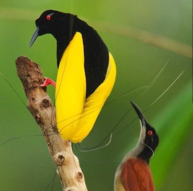 Burung Paradise Yang Sangat Indah Steemit