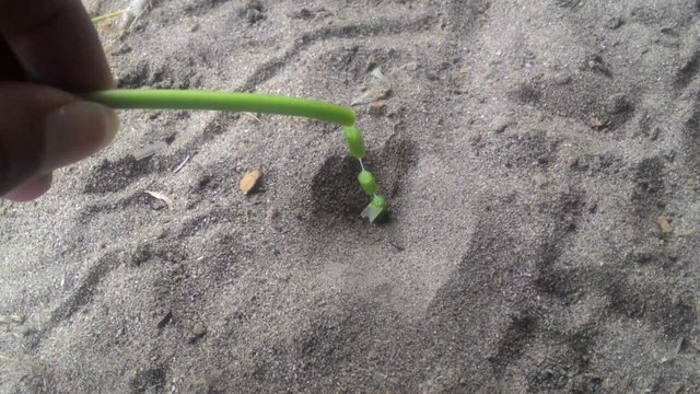 Repost Manfaat Dan Kegunaan Hewan Undur Undur The Benefits Of