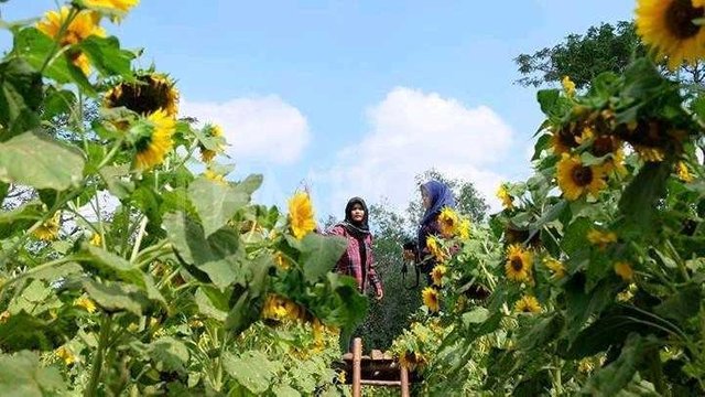 Taman Bunga Di Jogja Steemit