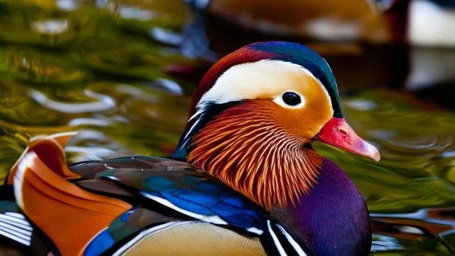 The most beautiful animals in the world today. — Steemit