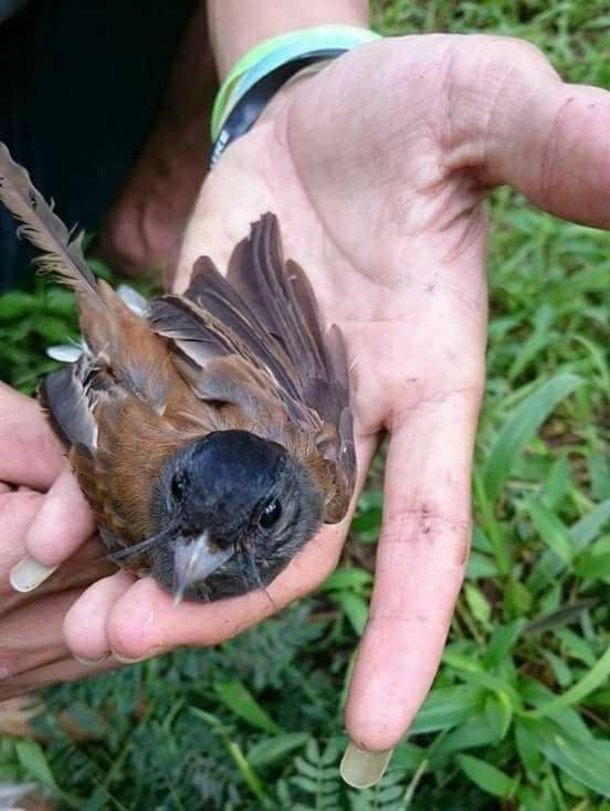 Burung Aneh Terbang Pulang Lagi Steemit