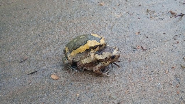 Katak Kodok Steemit