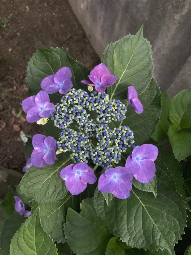 Gaku Ajisai A Japanese Flower Steemit