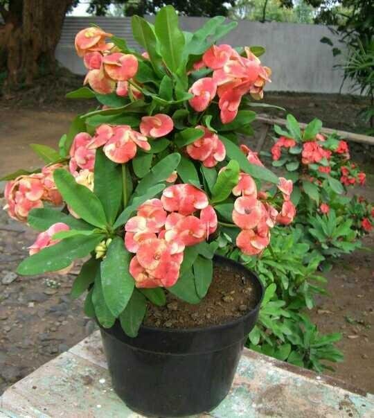 Flower Euphorbia Bunga Eforbia Steemit