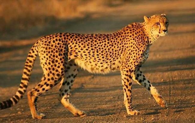 the fastest animal in the world — Steemit