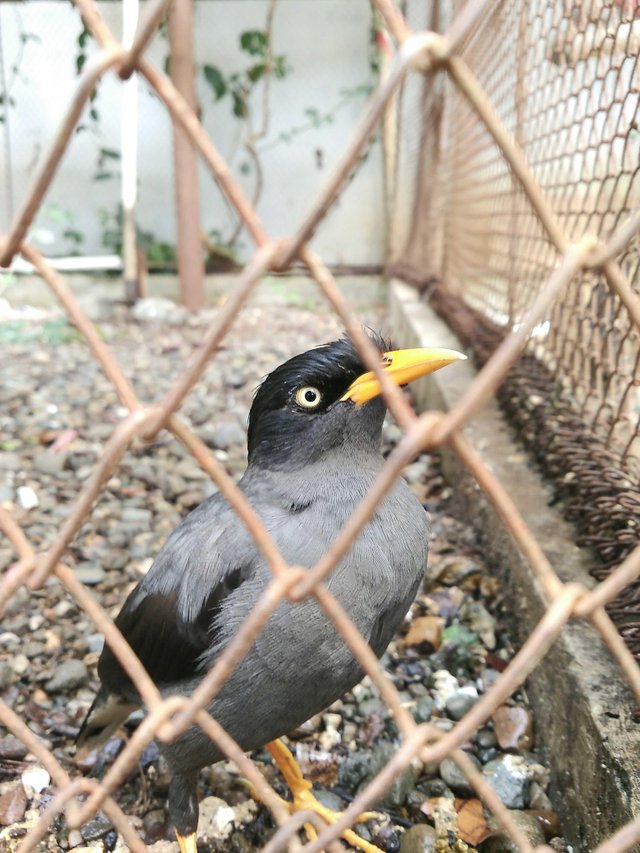 Fotografi Burung Jalak Hitam Steemit