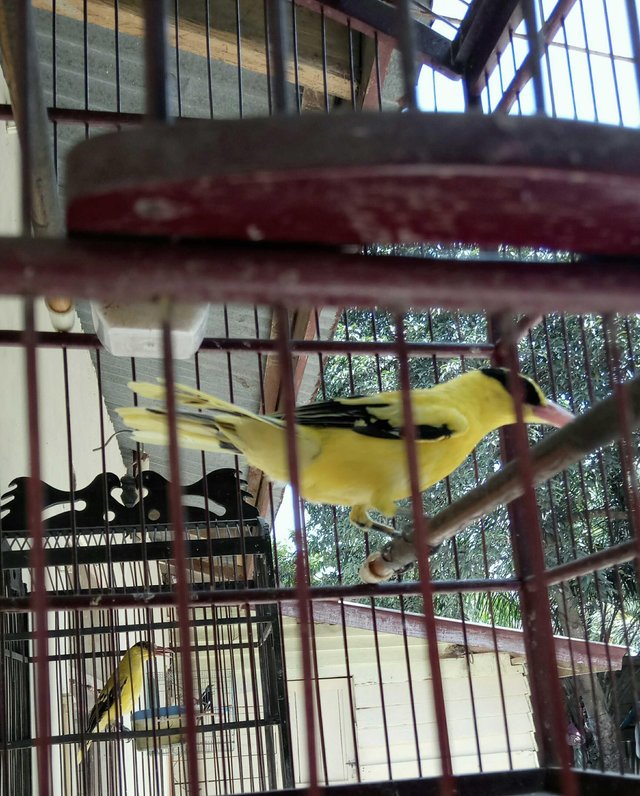 Burung Punai Kuning Aceh Cicem Rampineung Steemit