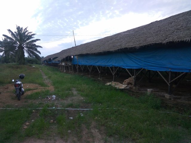 gambar kandang ayam potong dari bambu