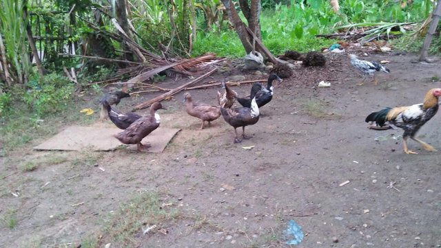 Beberapa Jenis Binatang Unggas Yang Dipelihara Masyarakat Steemit