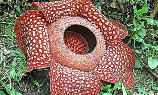 Rafflesia Flower (corpse flower) — Steemit