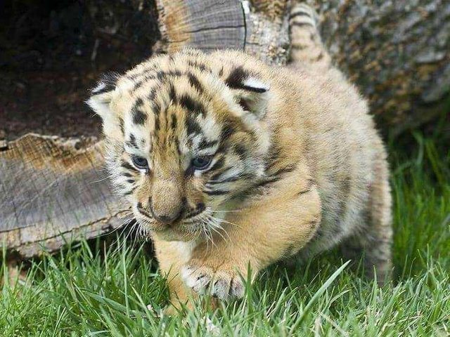 Unduh 50 Gambar Harimau Imut Terbaik 