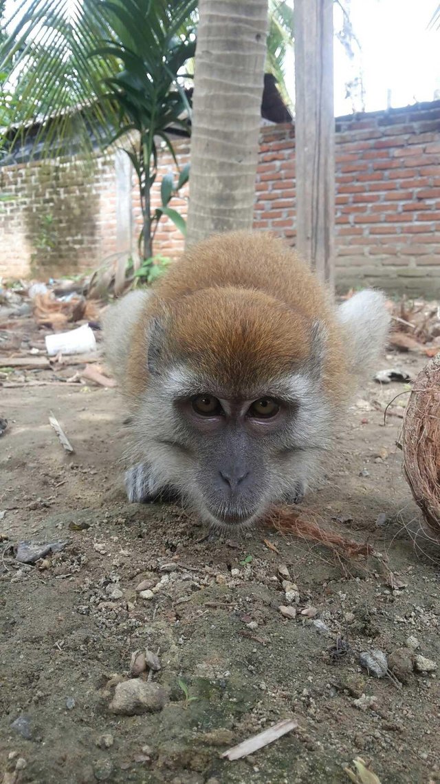  Foto Monyet Lucu  Dan Imut Gambar Ngetrend dan VIRAL