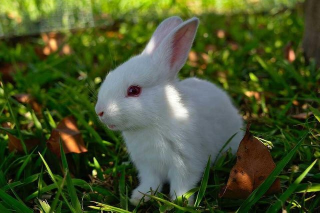 Beautiful small animal Rabbit — Steemit