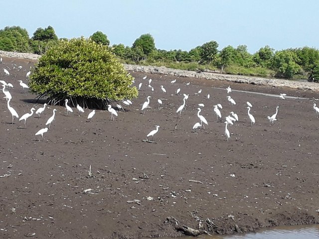 Kekompakkan Burung Laut Steemit