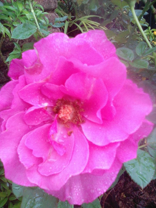 The Beauty Of Pink Roses Keindahan Bunga Mawar Merah Muda Steemit