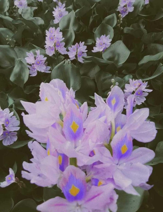 Beautiful Purple Flowers And Blush