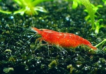 Mengenal Udang Dan Mamfaat Bagi Manusia Steemit