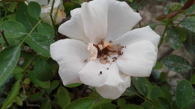 10 Gambar Bunga Mawar Putih Yang Sangat Cantik  Gambar  
