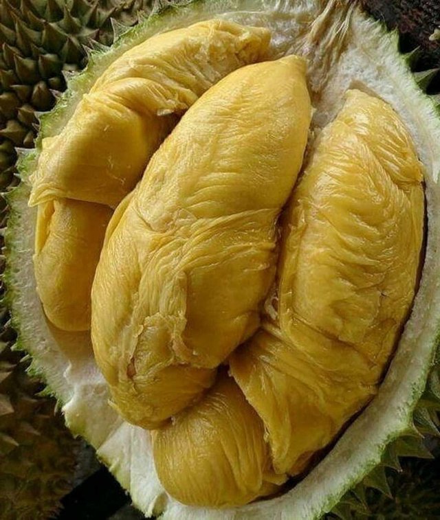 Buah Durian Aceh Steemit
