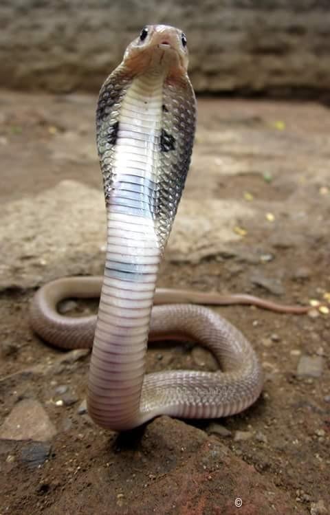 Indian Cobra: A Comprehensive Guide On All You Need To Know About