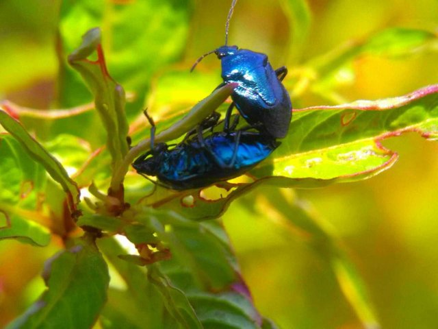 Hewan Alam Yang Indah Dengan Warna Biru Mengkilat Steemit