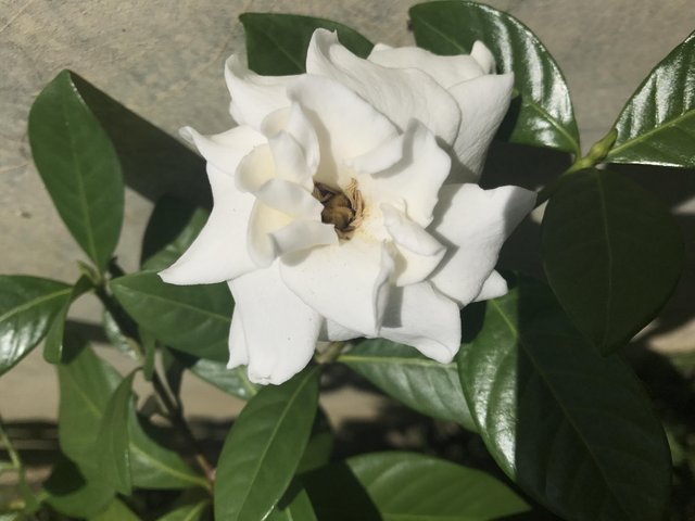 80+ Gambar Bunga Gardenia Terbaru 80+ Gambar Bunga Gardenia Terbaru