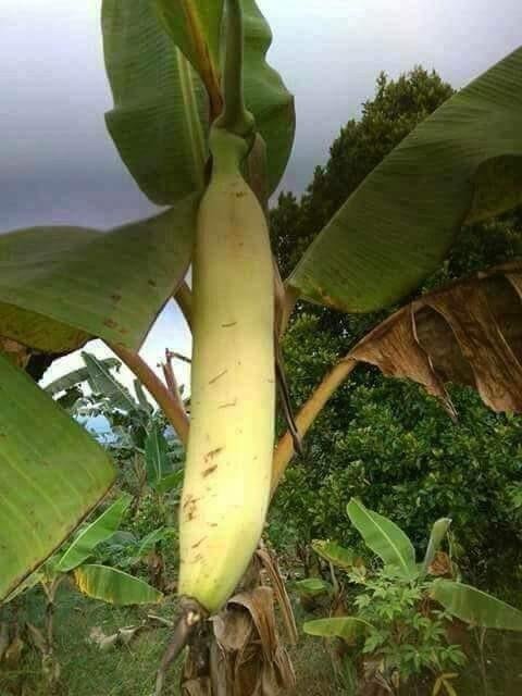  Pisang  Raksasa A giant banana  Steemit