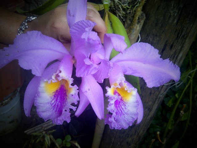 Orquídea Venezolana - Cattleya mossiae - Magnífica Belleza — Steemit