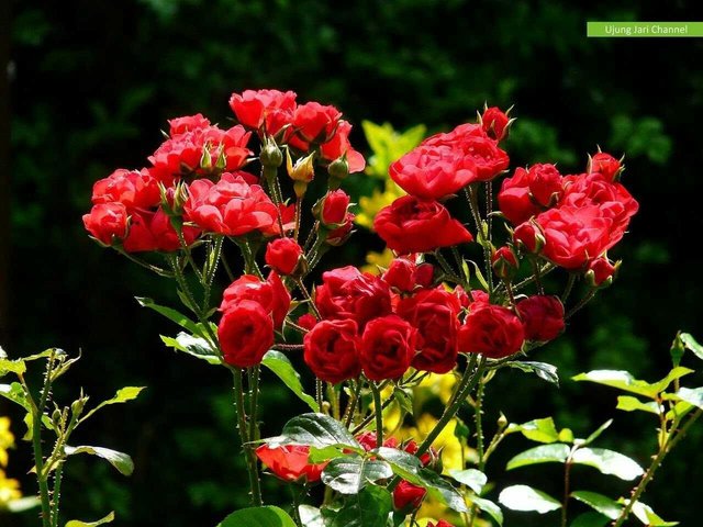 Puisi Bunga Mawar Merah Steemit