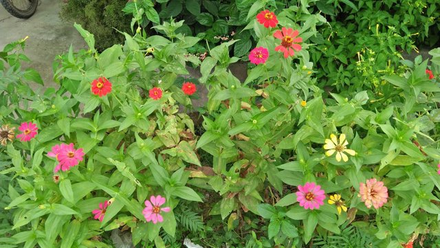 Tumbuhan Bunga Zinnia Yang Sangat Cantik Akan Warna Dan Bentuknya Steemit