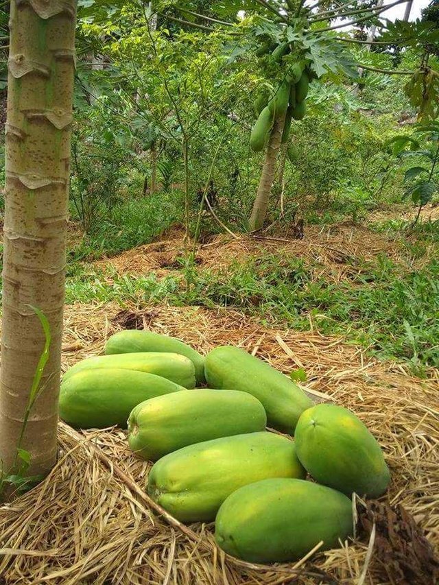 Mahadevan Agro  Honey Dew Papayas: Sweet and Refreshing Tropical Delights