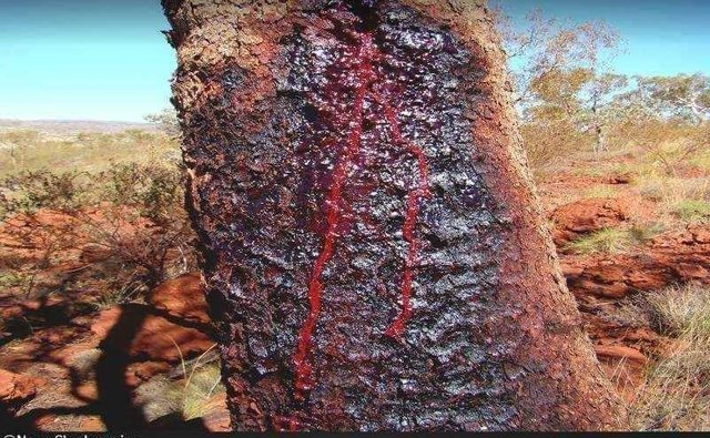 Tree In South Africa When We Cut It Bleed Red Blood Steemit