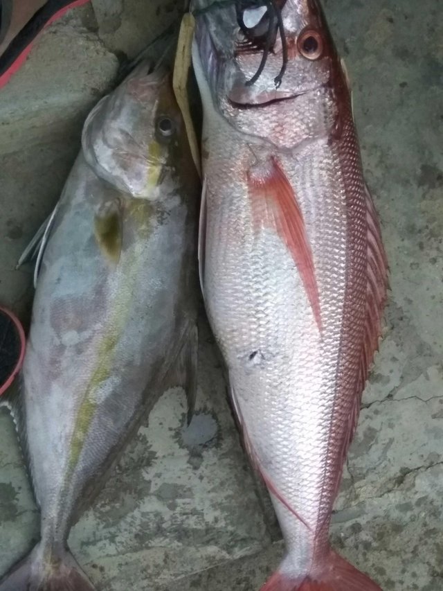 Jenis Ikan Konsumsi Vermilion Snapper Atau Beerliner 22 02 2018 Steemit