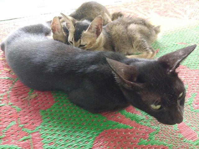 Kucing Manis Yang Penyayang Steemit