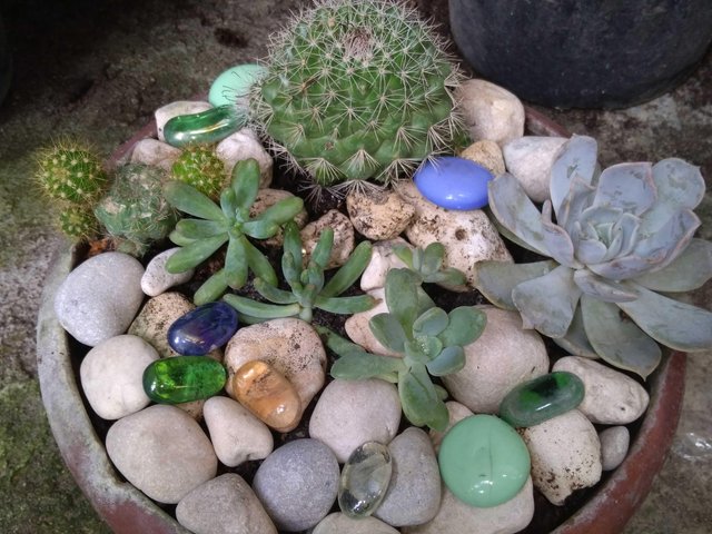 Ulog49 Diy My Mini Succulent Garden Steemit