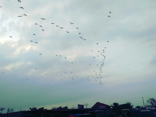 Kelompok Burung Bangau Yang Kompak Steemit