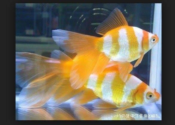 Yellow sale comet goldfish