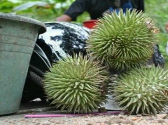 Download 450 Koleksi Gambar Durian Hutan Terbaik 