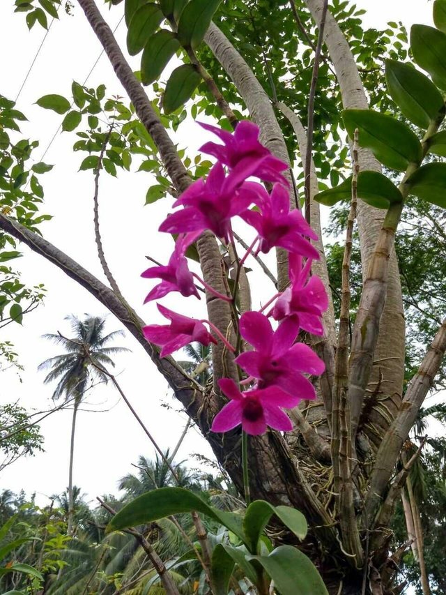 Orchid Flower Steemit