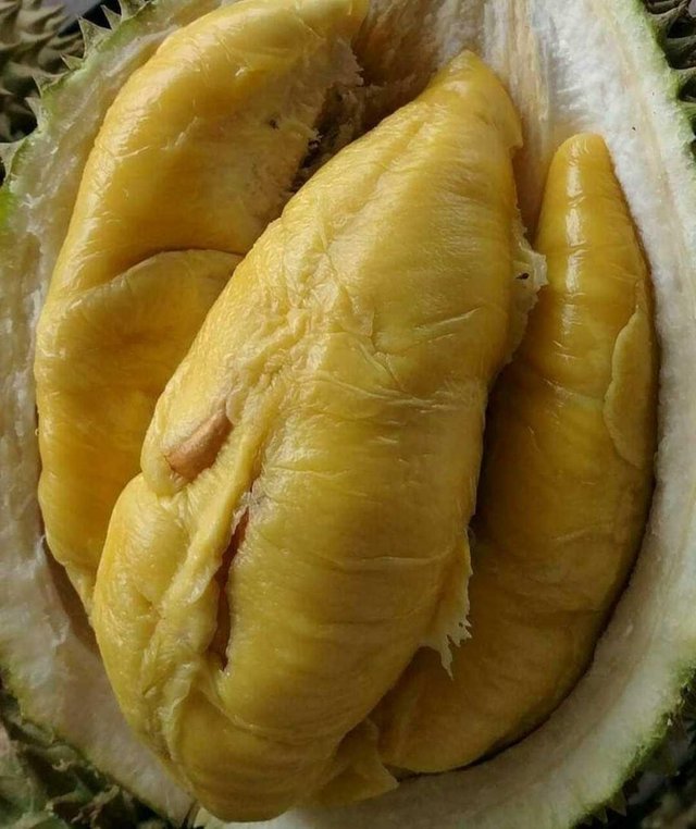 Download 4100 Koleksi Gambar Durian Kecil  HD