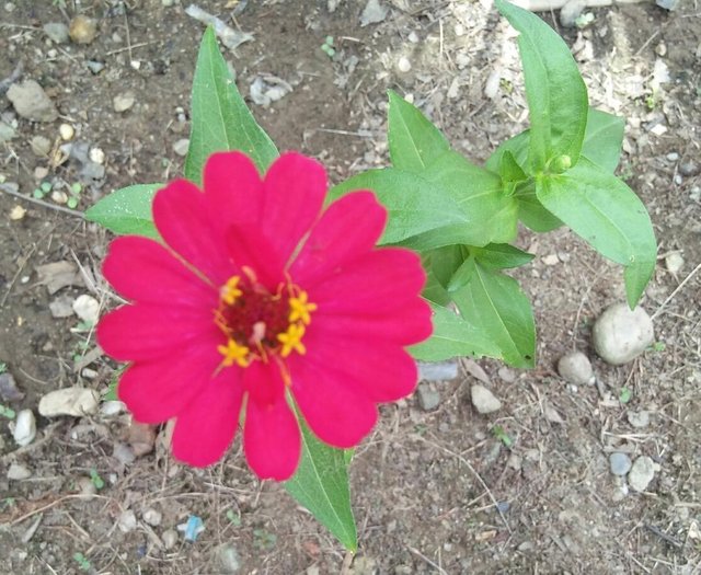 Gambar Bunga  Aster  Merah  Gambar Bunga 