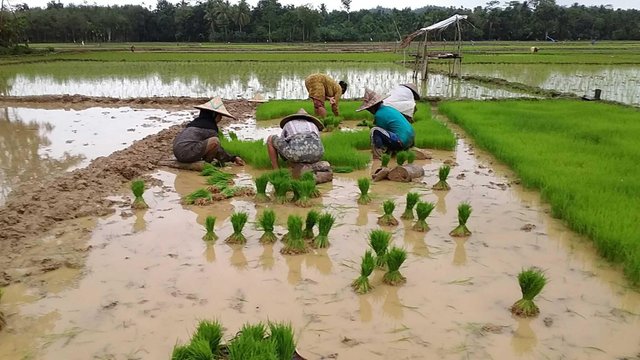 Penanaman Padi Dengan Menggunakan Cara Tradisional Steemit