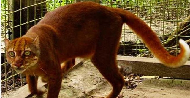 Hasil gambar untuk Kucing Merah, Kalimantan, Indonesia