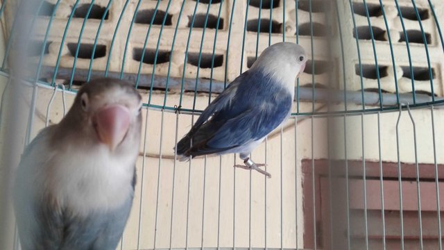 30+ Burung lovebird violet terupdate