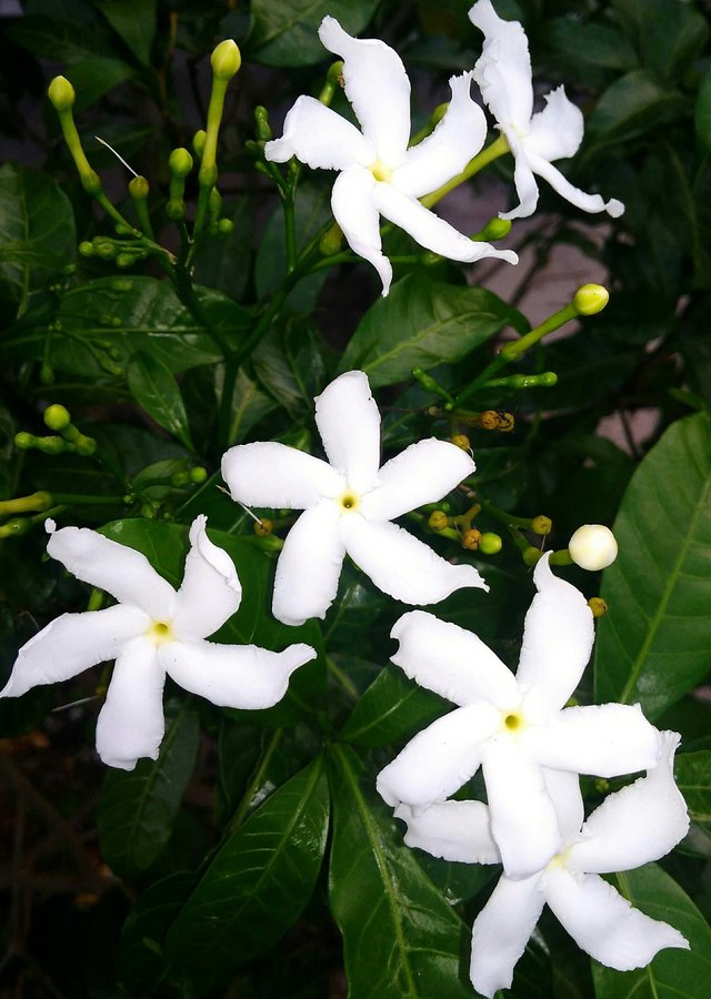 Jasmine Flower Steemit
