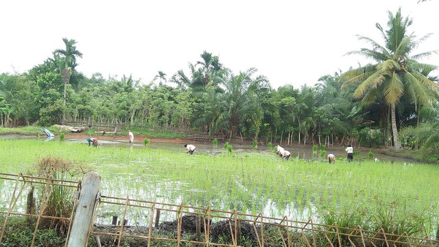 Menanam Padi Di Sawah Steemit