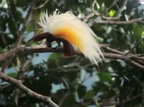 37+ Burung termahal di dunia terbaru