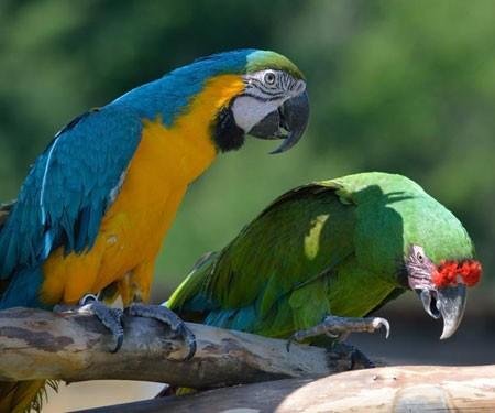 42+ Gambar burung yang indah dan cantik terbaru