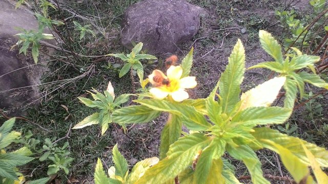 Simbiosis Mutualisme Steemit